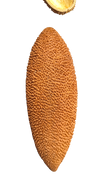 PENTE MACAO POD