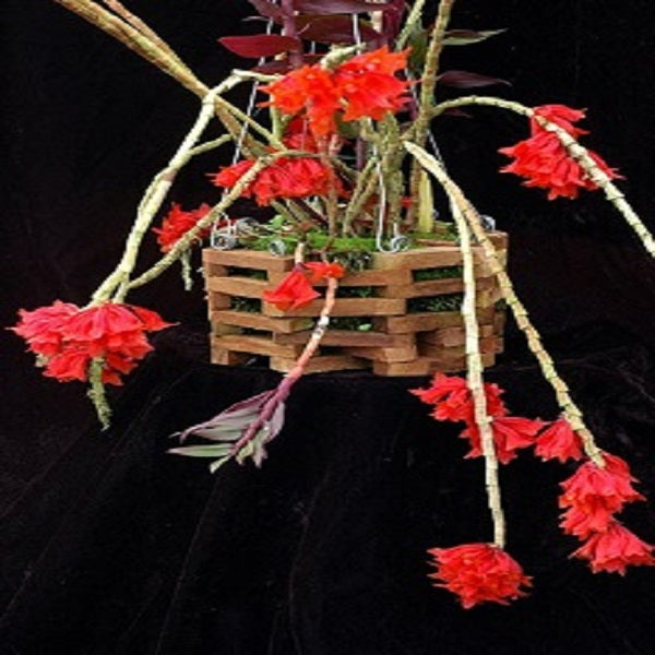 ORQUIDEA DENDROBIUM LAWESII