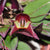 LEPANTHES FELIS