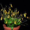 LEPANTHES GUATEMALENSIS