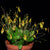 LEPANTHES GUATEMALENSIS