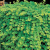 LYSIMACHIA NUMMULARIA