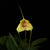 ORQUIDEA MASDEVALLIA PACHYURA