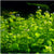 MICRANTHEMUM UMBROSUM