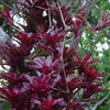 BROMELIA NEOREGELIA SCHULTESIANA FIREBALL