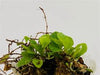 MICROGRAMMA REPTANS