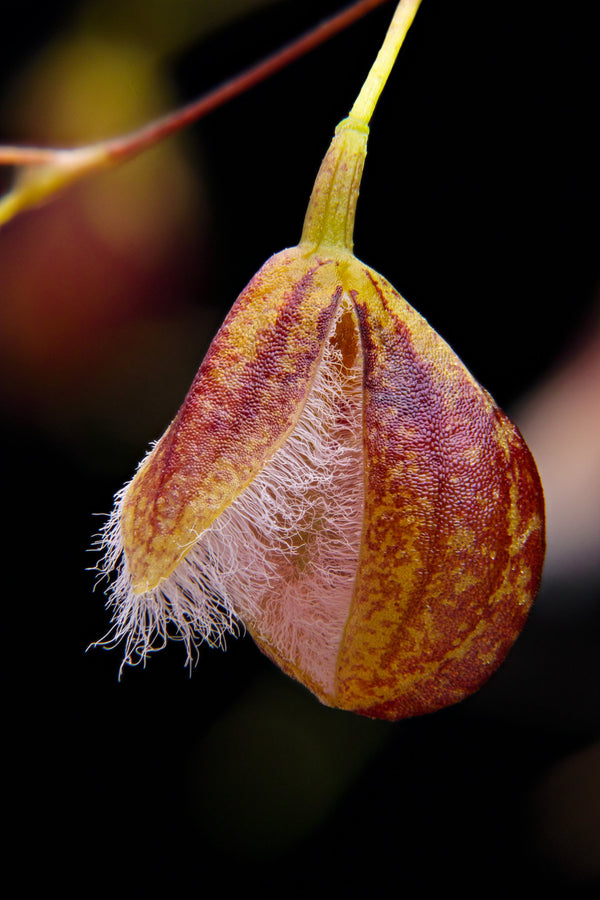 ORQUIDEA PLEUROTHALLIS CYPRIPEDIOIDES