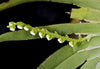 ORNITHOCEPHALUS POWELLI