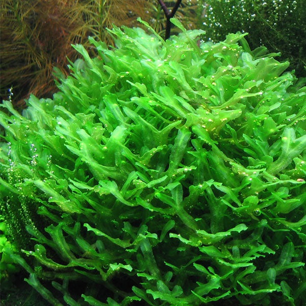 MONOSELENUM TENELLUM