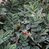 PELLIONIA PULCHRA