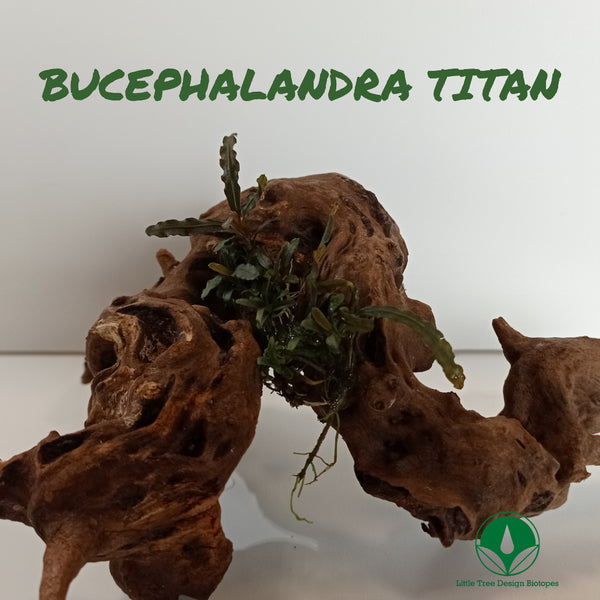 BUCEPHALANDRA TITAN