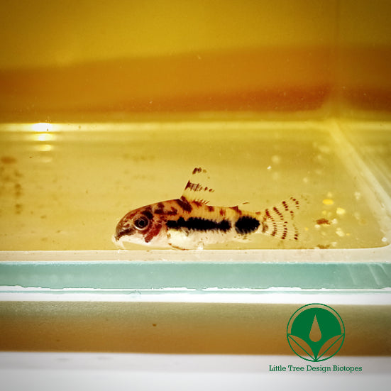 CORYDORAS HABROSUS