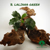BUCEPHALANDRA LALIANA GREEN