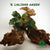 BUCEPHALANDRA LALIANA GREEN