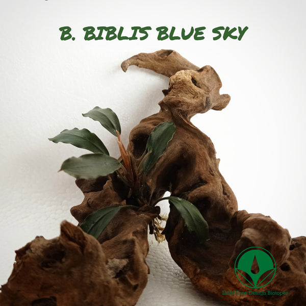 BUCEPHALANDRA BLUE SKY