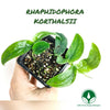 RHAPHIDOPHORA KORTHALSII