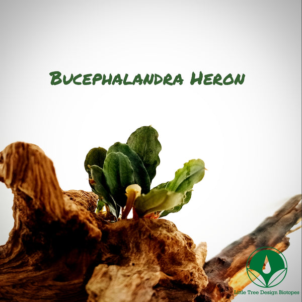 BUCEPHALANDRA HERON