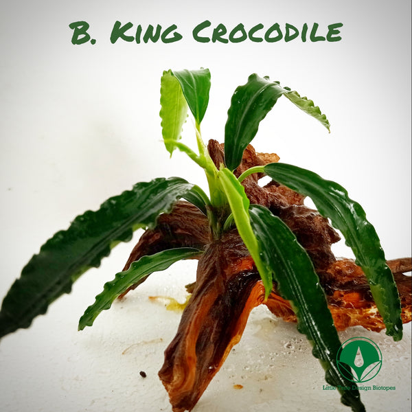 BUCEPHALANDRA KING CROCODILE