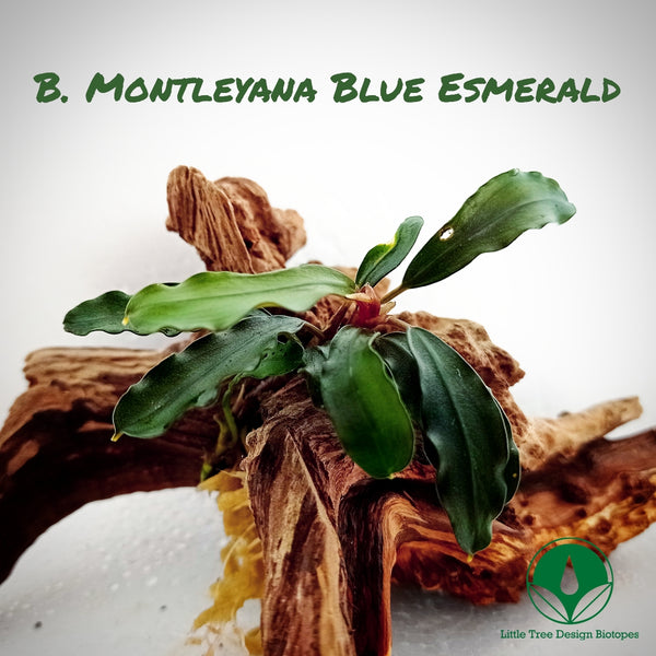 BUCEPHALANDRA MONTLEYANA BLUE ESMERALD