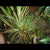 BROMELIA RACINAEA SCHUMANNIANA