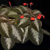EPISCIA CUPREATA