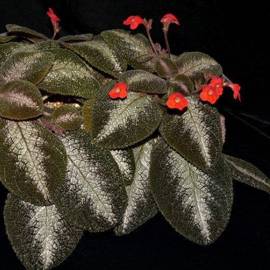EPISCIA CUPREATA