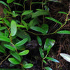 FICUS PUNCTATUS "PANAMA"