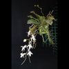 ORQUIDEA AERANGIS MYSTACIDII