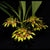 ORQUÍDEA BULLBOPHYLLUM GRAVEOLENS