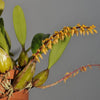ORQUÍDEA BULBOPHYLLUM RUFINUM
