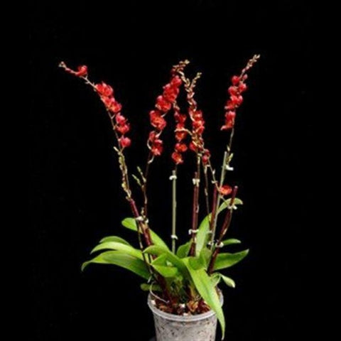 ORQUIDEA HOWERA LAVA BRUST
