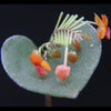 ORQUÍDEA LEPANTHES FIMBRIATA