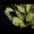 ORQUÍDEA PLEUROTHALLIS SCLEROPHYLLA