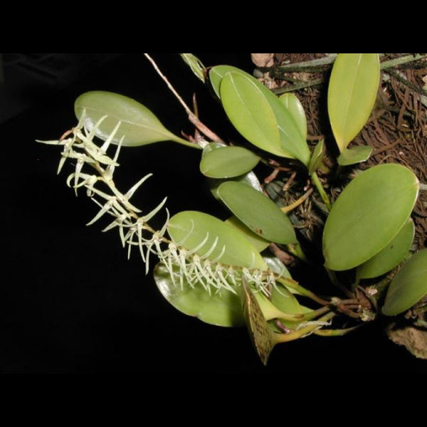 ORQUÍDEA PLEUROTHALLIS SCLEROPHYLLA