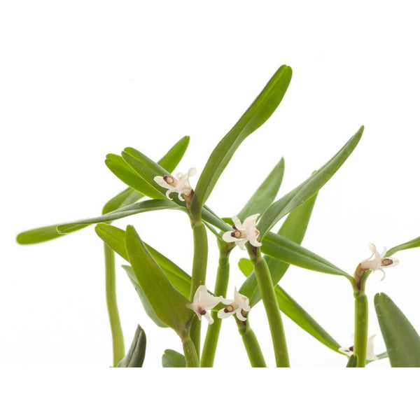 ORQUIDEA SCAPHYGLOTTIS PROLIFERA