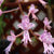 ORQUÍDEA STENOGLOTIS LONGIFOLIA