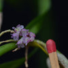 ORQUÍDEA SCAPHOSEPALUM VIOLACEA