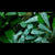 TREPADORA CISSUS AMAZONICUS