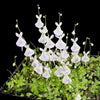 Utricularia sandersonii