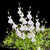 Utricularia sandersonii