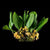 ZOOTROPHION. SP - BIG LEAF