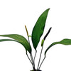 ANTHURIUM BAKERI