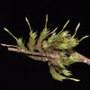 TILLANDSIA TRICHOLEPIS