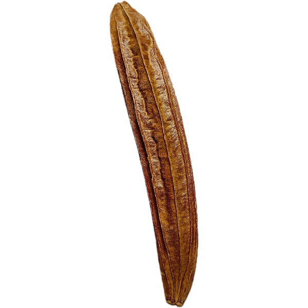 Cybistax Antisyphilica Pod