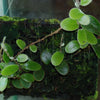 HELECHO PYRROSIA NUMMULARIFOLIA