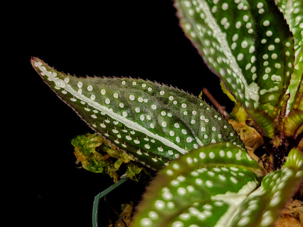 SONERILA SP. WHITE SPOTS