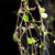 ORQUIDEA TRICHOSALPINX CHAMAELEPANTHES