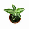 ORQUIDEA ASPIDOGYNE ARGENTATA