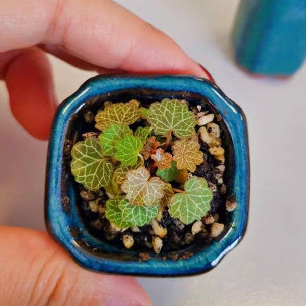 Begonia Saxifraga strawberry ( yakushima)