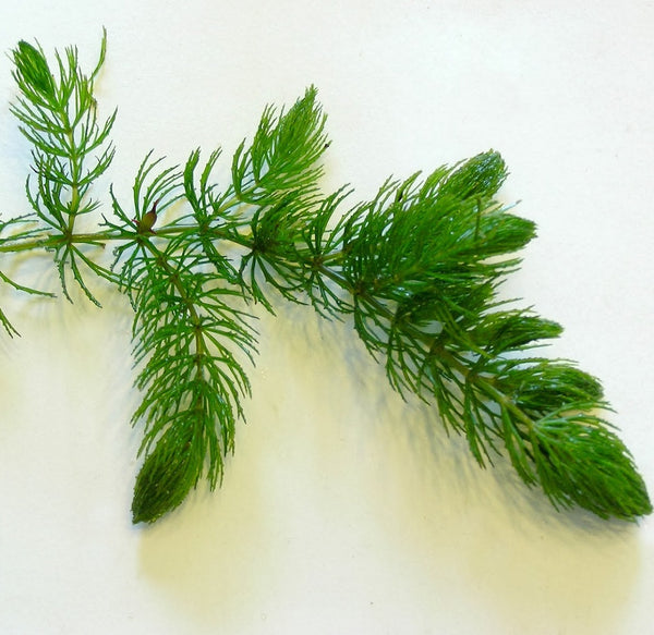 CERATOPHYLLUM DEMERSUM